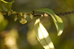 Diospyros angustifolia